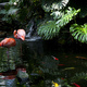 Flamingo.small