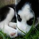 Sweet_dreams_my_tiny_husky_by_lunawood-d3ne4ih.small