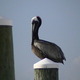 Pic_1113.small