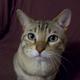 Catte.small