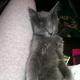 Kitten2.small