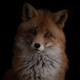 Fox33.small