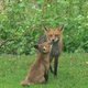 Foxavitar.small