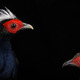06-edwards-pheasants-950.small