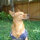 Bomber_booge.small