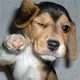 Whosawesome_avatar.small