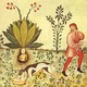 Mandragora_tacuinum_sanitatis.small