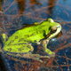 Chorusfrog9.small