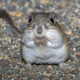 Nezumikangaroo.small