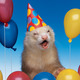 Bdayferret.small