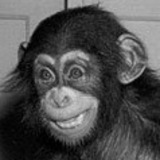 Birthdaychimp.medium