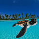 605_babygreenseaturtle_original.small