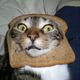 Cats-bread-slices25.small