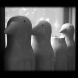 Pathetic-birds_1.medium