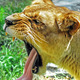 Lion%20by%20deborah.small