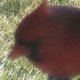 Cardyhead.small