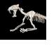 Nimravidae.small