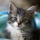 Kitten-eyes-small.small