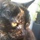 Butteredcatlogo2.small