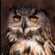 Eulen002_eule.small