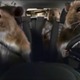 Hamster.small