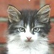 Cats%20001.small