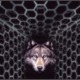 Wolf_shimmering_door.small
