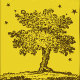 Yellow%20tree%20image.medium