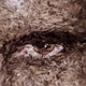 Avatar.small