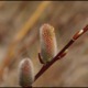 Pussywillow_starting_out_by_zayanya.small