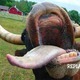 Crazy_cow.small