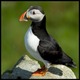 Puffin_184.small