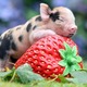 Piglet-440.small