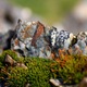 Moss%20kmkq9%20smaller.small