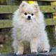 Pom.small