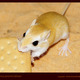 Wuestenspringmaus-keks-a20594215.small