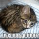 Lol-cats-lol-cats-9988872-499-374.small