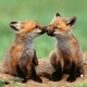 Foxkisses.small