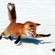 Slyfox-small.small