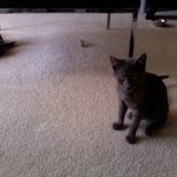 The%20cat.medium