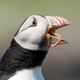 Puffin%20head.small