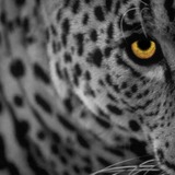 Leo.medium