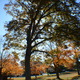 Warping_the_wood.small