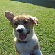 Neddy1.small