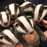 Badgerboyband.medium