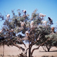 Goats-in-tree.small