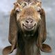 Goat%20happy.small