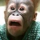 Munkey.small