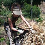 Lr%20alemany%20wheat%20harvest.medium