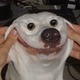 Funny.small